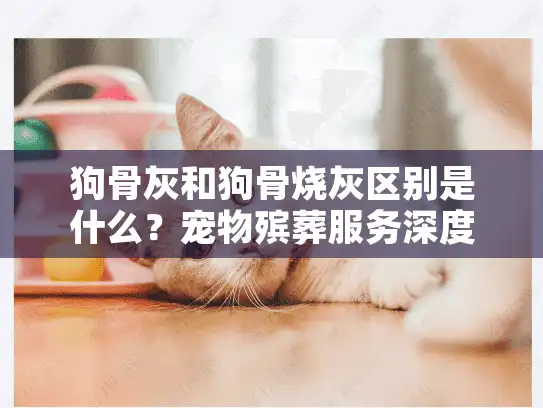 狗骨灰和狗骨烧灰区别是什么？宠物殡葬服务深度解析