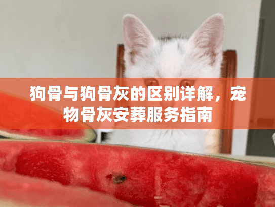 狗骨与狗骨灰的区别详解，宠物骨灰安葬服务指南