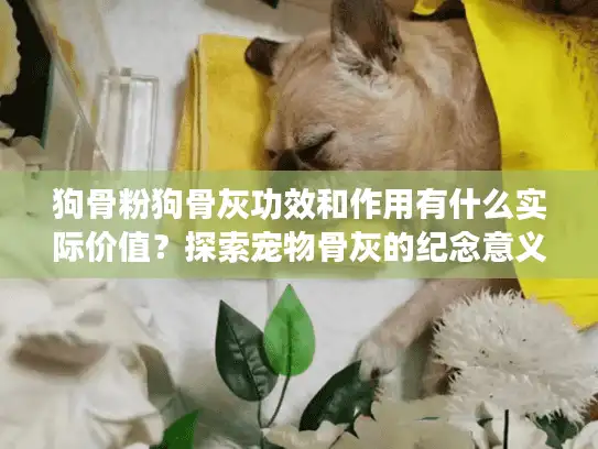 狗骨粉狗骨灰功效和作用有什么实际价值？探索宠物骨灰的纪念意义