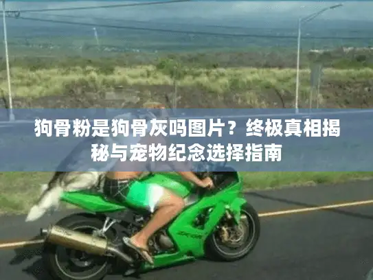 狗骨粉是狗骨灰吗图片？终极真相揭秘与宠物纪念选择指南