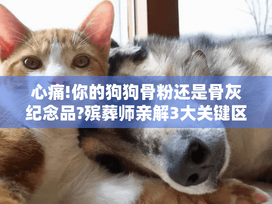 心痛!你的狗狗骨粉还是骨灰纪念品?殡葬师亲解3大关键区别