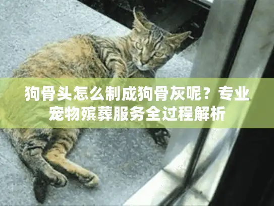 狗骨头怎么制成狗骨灰呢？专业宠物殡葬服务全过程解析