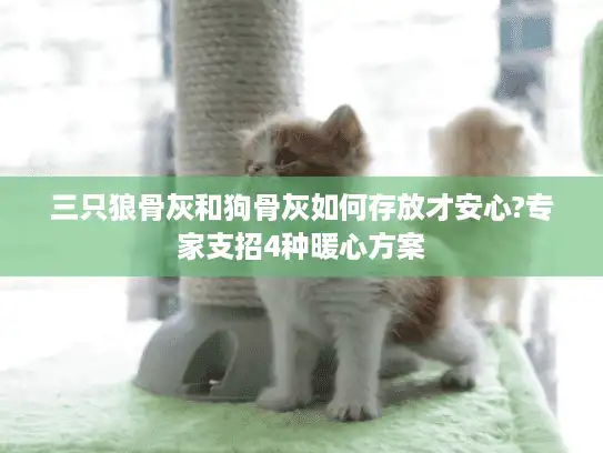 三只狼骨灰和狗骨灰如何存放才安心?专家支招4种暖心方案