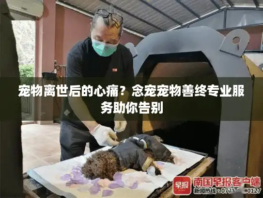 宠物离世后的心痛？念宠宠物善终专业服务助你告别