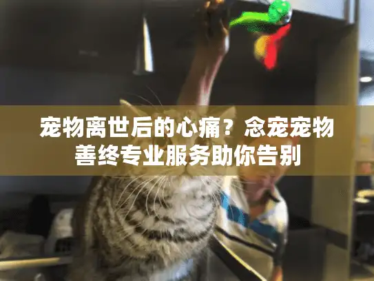 宠物离世后的心痛？念宠宠物善终专业服务助你告别