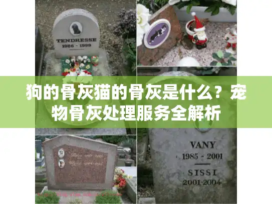 狗的骨灰猫的骨灰是什么？宠物骨灰处理服务全解析