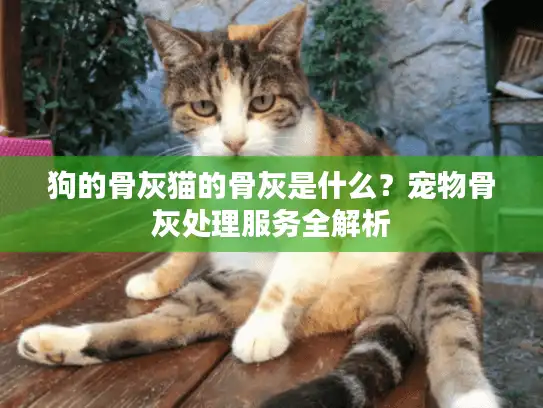 狗的骨灰猫的骨灰是什么？宠物骨灰处理服务全解析