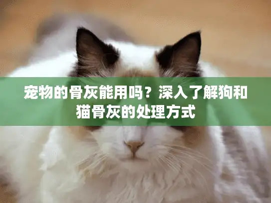 宠物的骨灰能用吗？深入了解狗和猫骨灰的处理方式
