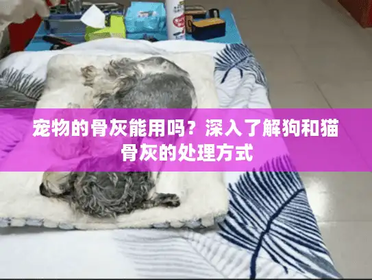 宠物的骨灰能用吗？深入了解狗和猫骨灰的处理方式
