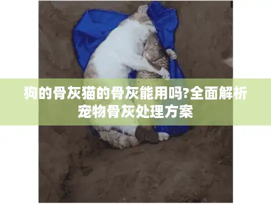 狗的骨灰猫的骨灰能用吗?全面解析宠物骨灰处理方案