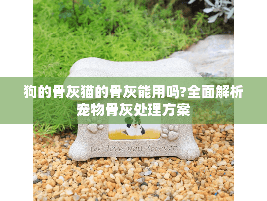 狗的骨灰猫的骨灰能用吗?全面解析宠物骨灰处理方案