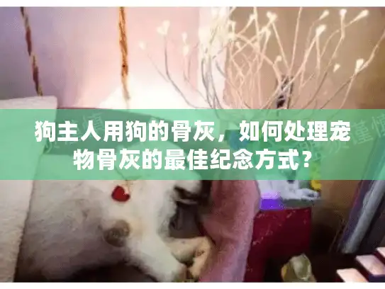 狗主人用狗的骨灰，如何处理宠物骨灰的最佳纪念方式？