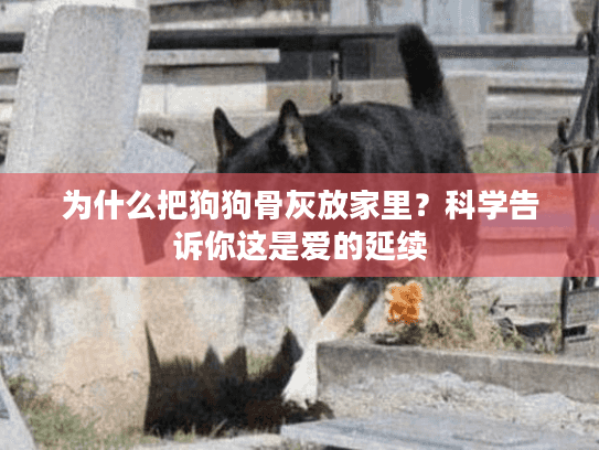 为什么把狗狗骨灰放家里？科学告诉你这是爱的延续