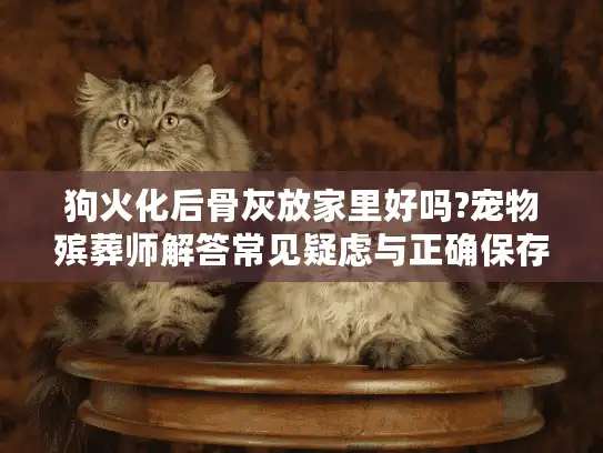 狗火化后骨灰放家里好吗?宠物殡葬师解答常见疑虑与正确保存指南