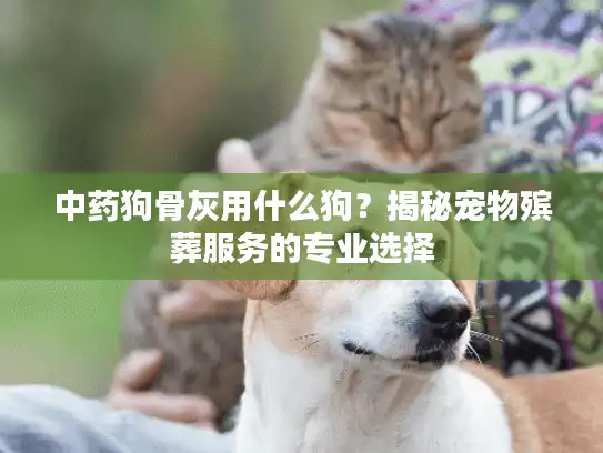 中药狗骨灰用什么狗？揭秘宠物殡葬服务的专业选择