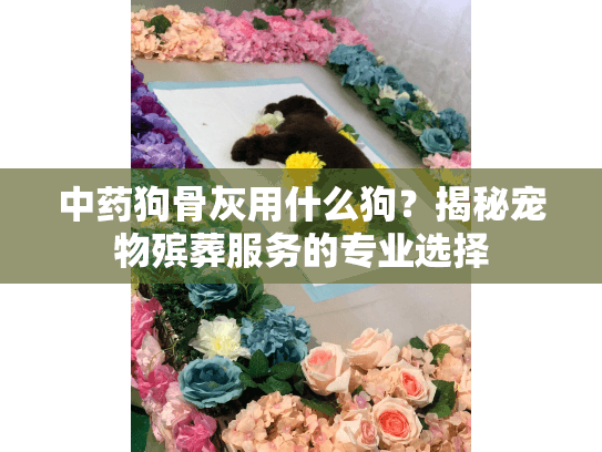 中药狗骨灰用什么狗？揭秘宠物殡葬服务的专业选择