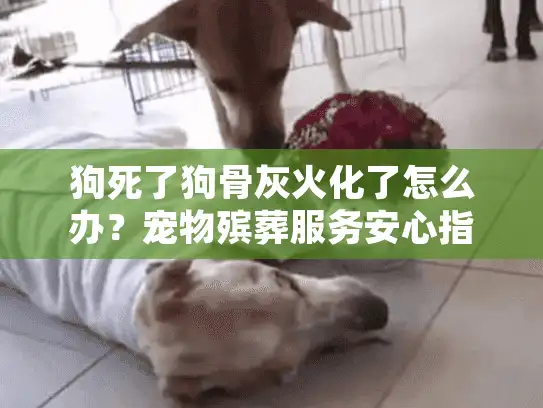 狗死了狗骨灰火化了怎么办？宠物殡葬服务安心指南