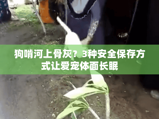 狗啃河上骨灰？3种安全保存方式让爱宠体面长眠