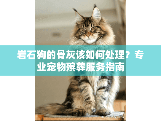 岩石狗的骨灰该如何处理？专业宠物殡葬服务指南