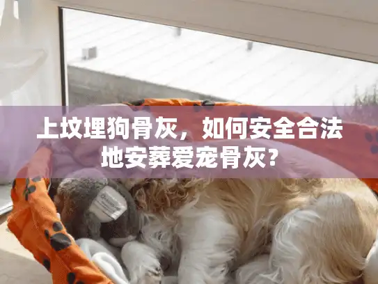 上坟埋狗骨灰,如何安全合法地安葬爱宠骨灰? 上坟埋狗骨灰,如何安全合法地安葬爱宠骨灰?