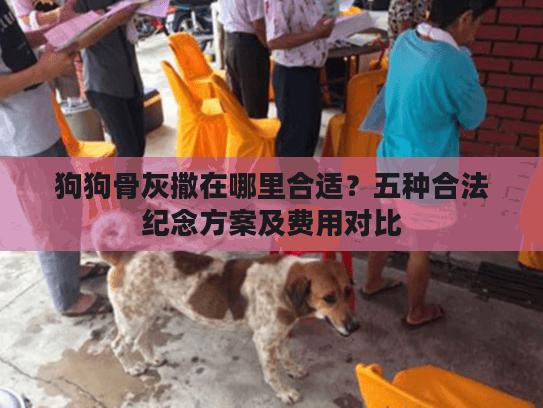 狗狗骨灰撒在哪里合适？五种合法纪念方案及费用对比