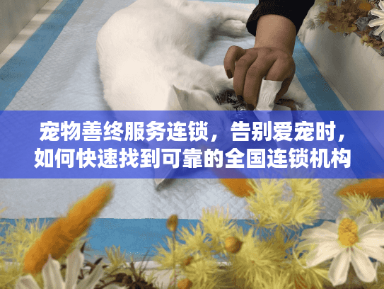 宠物善终服务连锁，告别爱宠时，如何快速找到可靠的全国连锁机构？