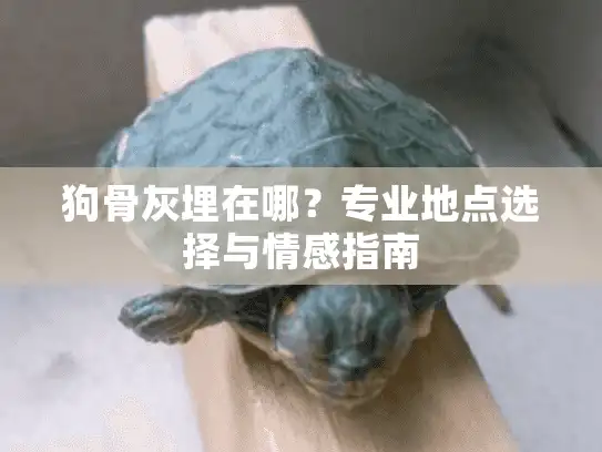 狗骨灰埋在哪？专业地点选择与情感指南