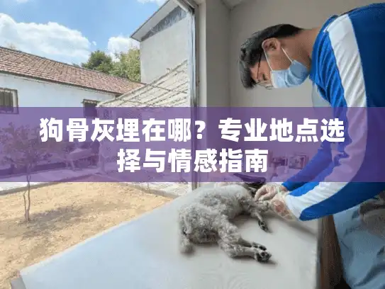 狗骨灰埋在哪？专业地点选择与情感指南