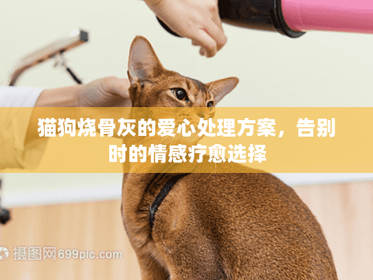 猫狗烧骨灰的爱心处理方案,告别时的情感疗愈选择 猫狗烧骨灰的爱心处理方案,告别时的情感疗愈选择