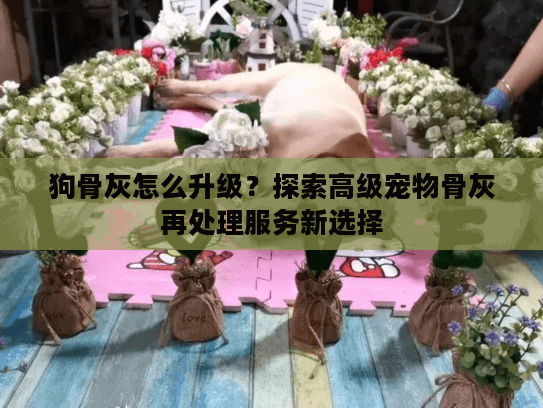 狗骨灰怎么升级？探索高级宠物骨灰再处理服务新选择