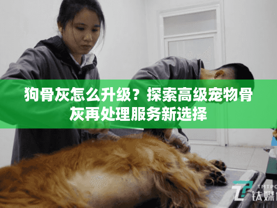 狗骨灰怎么升级？探索高级宠物骨灰再处理服务新选择
