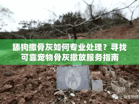 舔狗撒骨灰如何专业处理？寻找可靠宠物骨灰撒放服务指南