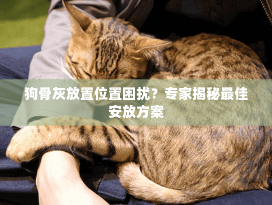 狗骨灰放置位置困扰？专家揭秘最佳安放方案