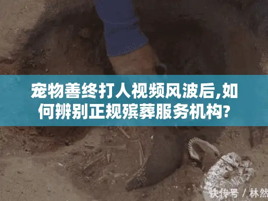 宠物善终打人视频风波后,如何辨别正规殡葬服务机构?