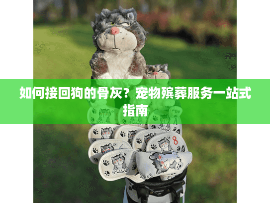 如何接回狗的骨灰？宠物殡葬服务一站式指南