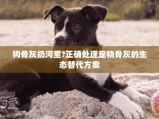 狗骨灰扔河里?正确处理宠物骨灰的生态替代方案