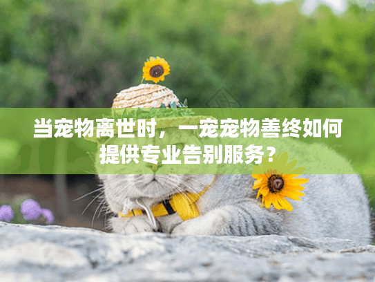 当宠物离世时，一宠宠物善终如何提供专业告别服务？