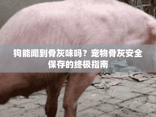 狗能闻到骨灰味吗？宠物骨灰安全保存的终极指南