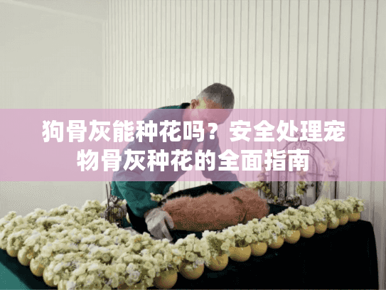 狗骨灰能种花吗？安全处理宠物骨灰种花的全面指南