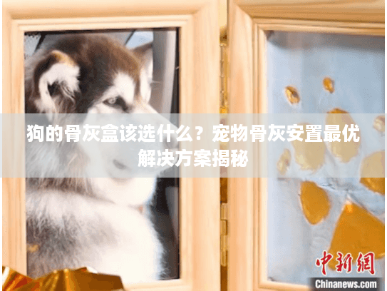 狗的骨灰盒该选什么？宠物骨灰安置最优解决方案揭秘