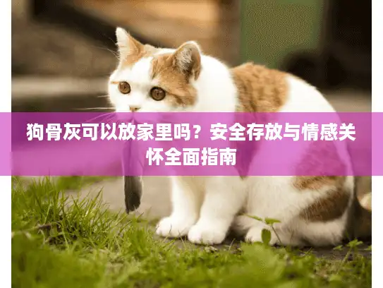 狗骨灰可以放家里吗？安全存放与情感关怀全面指南