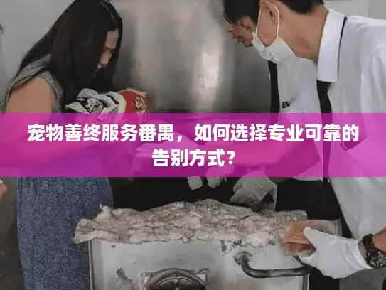 宠物善终服务番禺，如何选择专业可靠的告别方式？