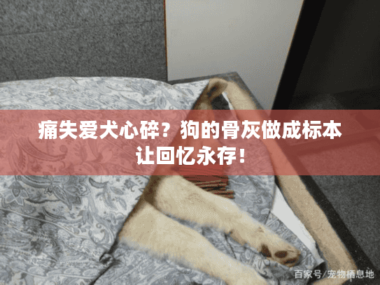 痛失爱犬心碎？狗的骨灰做成标本让回忆永存！