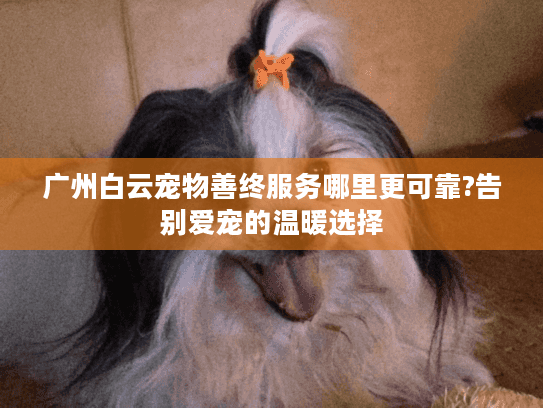 广州白云宠物善终服务哪里更可靠?告别爱宠的温暖选择