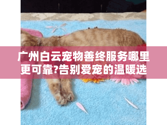 广州白云宠物善终服务哪里更可靠?告别爱宠的温暖选择