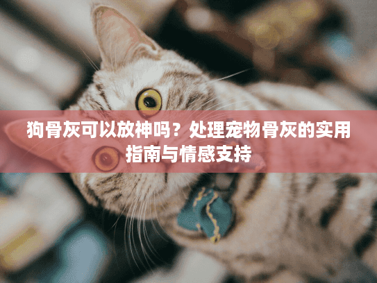 狗骨灰可以放神吗？处理宠物骨灰的实用指南与情感支持