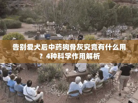 告别爱犬后中药狗骨灰究竟有什么用？4种科学作用解析