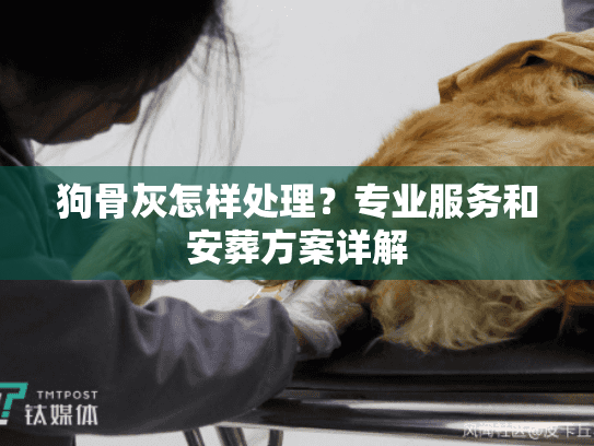 狗骨灰怎样处理？专业服务和安葬方案详解