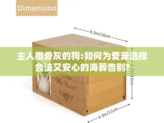 主人撒骨灰的狗:如何为爱宠选择合法又安心的海葬告别?