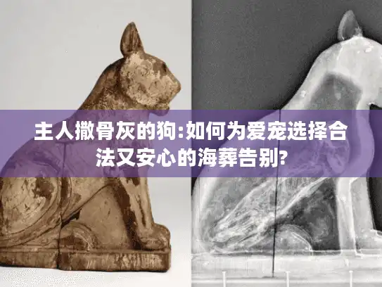 主人撒骨灰的狗:如何为爱宠选择合法又安心的海葬告别?
